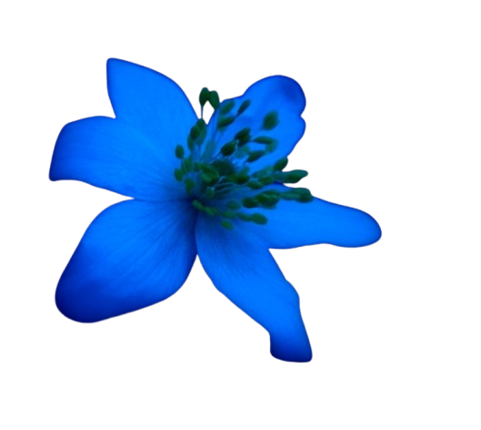Blue Flower