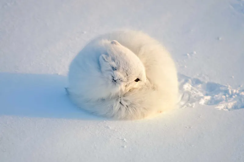 white fox