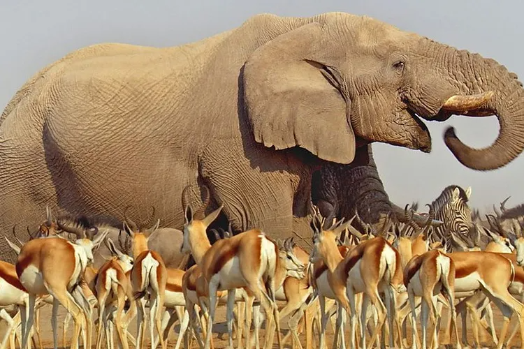 elephant