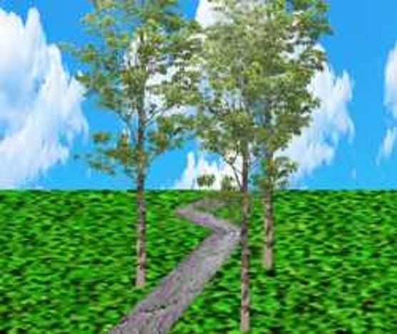 two trees
