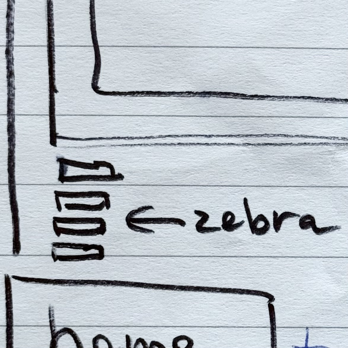 zebra