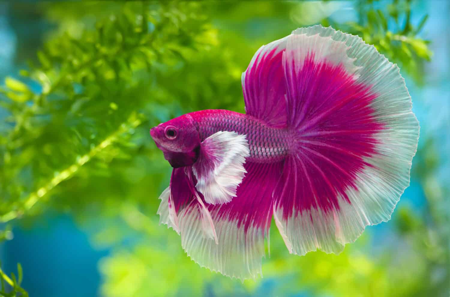 Betta