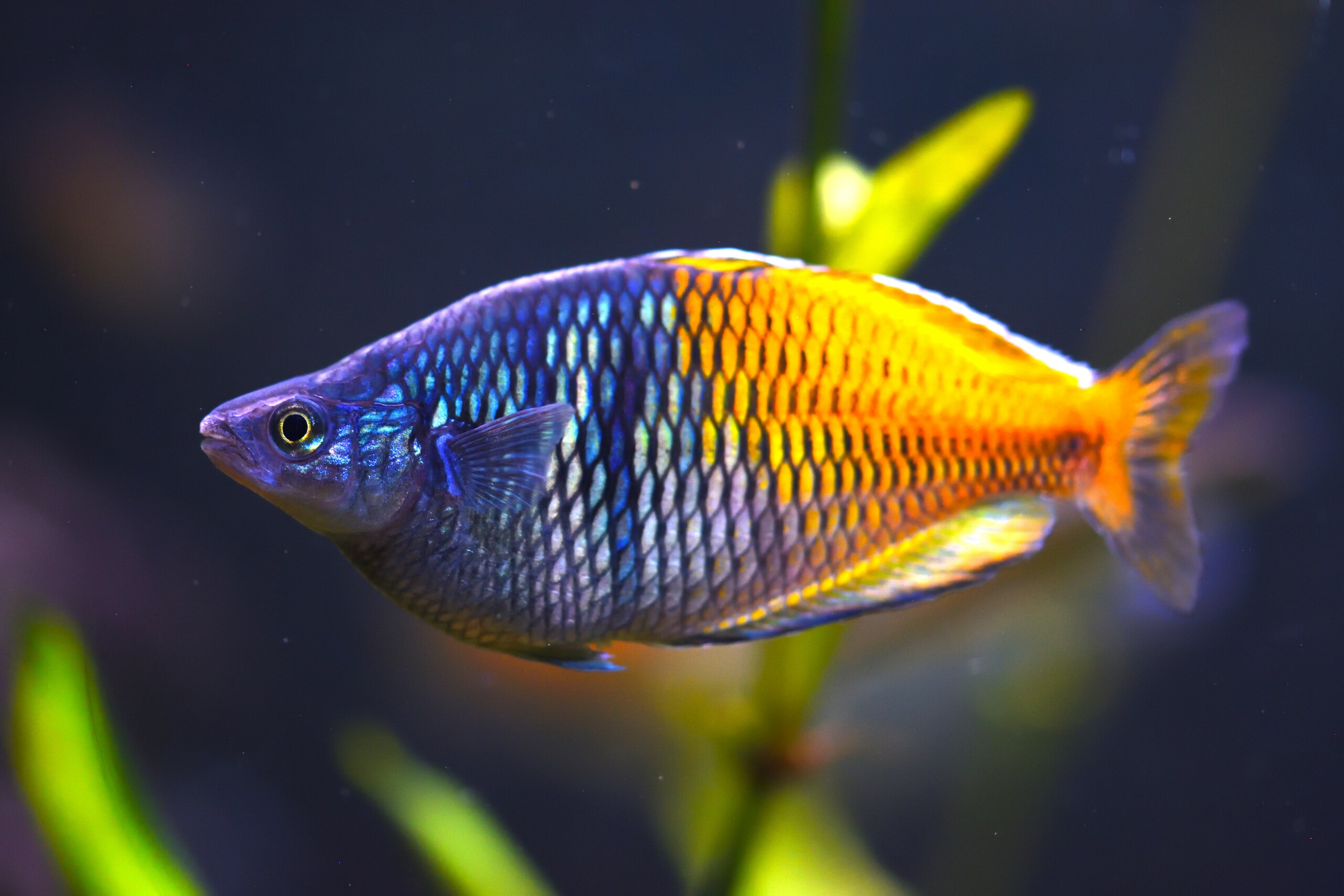 Rainbowfish