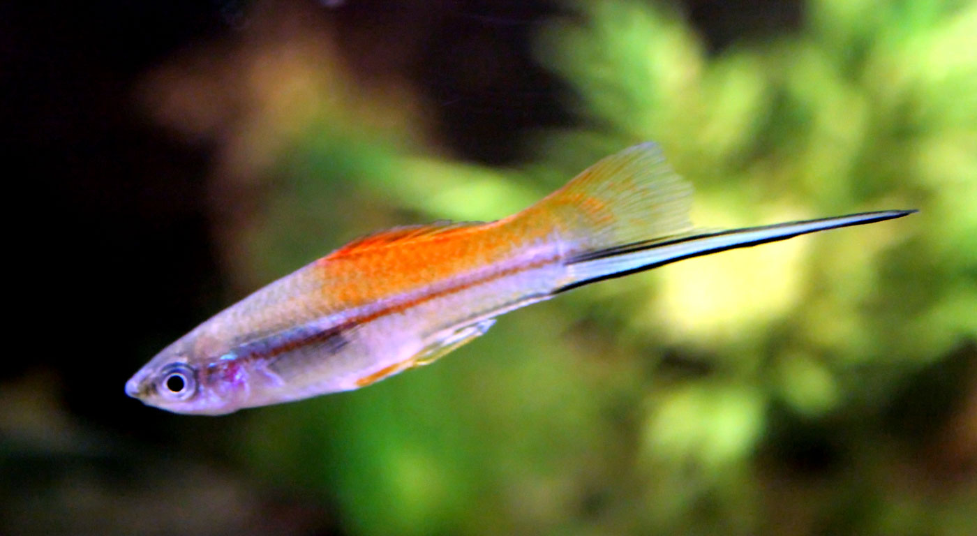 Swordtail